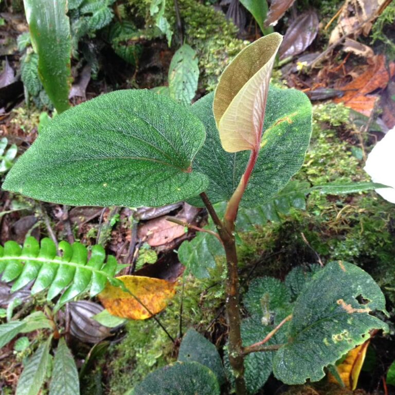 Planta-de-Anthurium-giraldoi