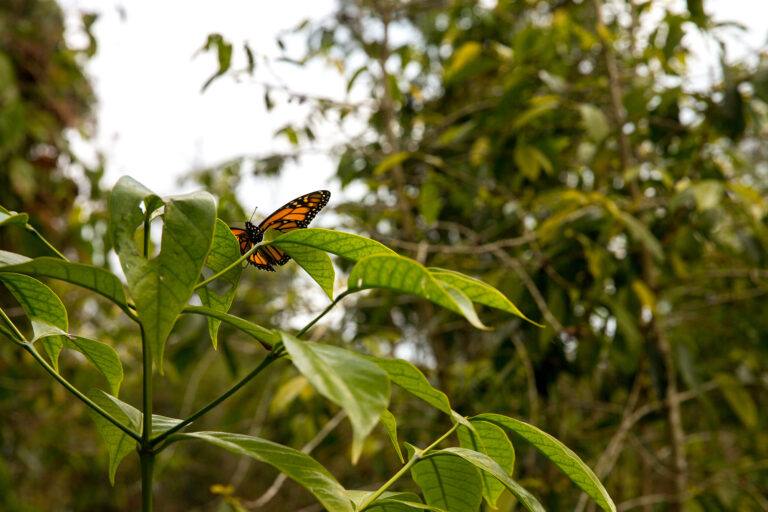 butterfly-leaf (1)