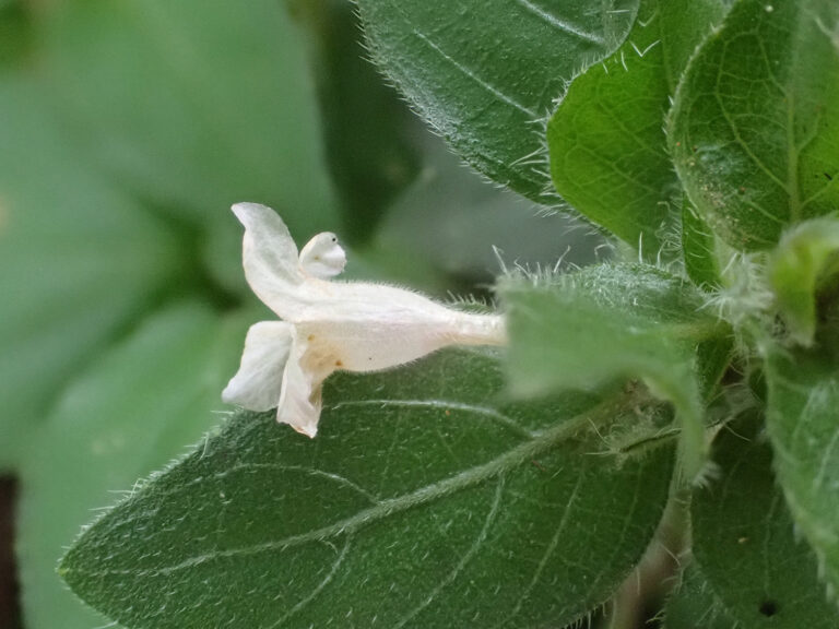 Acanthaceae Blechum pyramidatum 1a