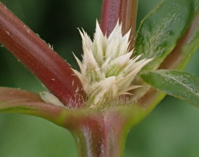 Amaranthaceae Alternanthera 2b