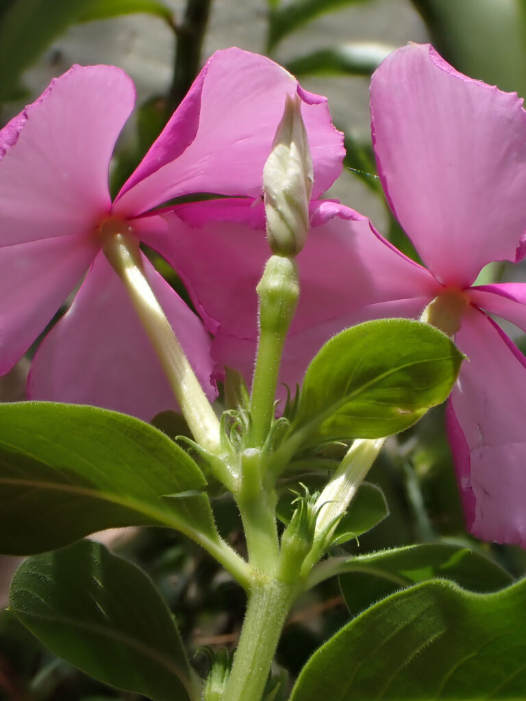 Apocynaceae Catharanthus roseus 1b