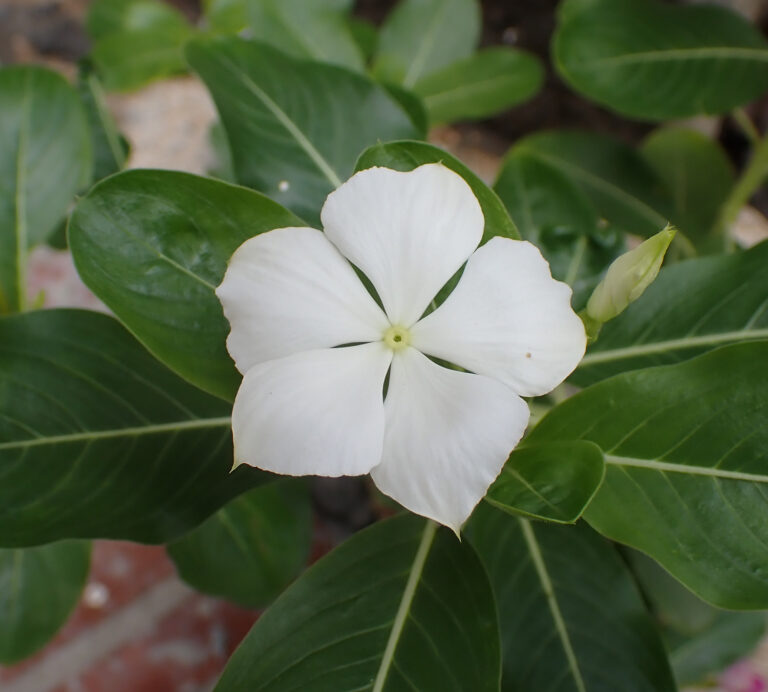 Apocynaceae Catharanthus roseus 1c