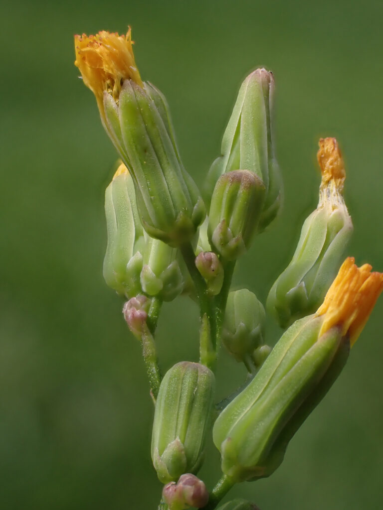 Asteraceae 10a