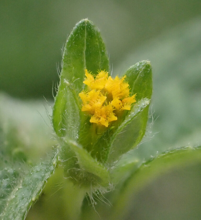 Asteraceae 11a