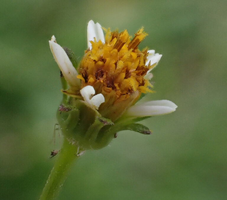 Asteraceae 12a