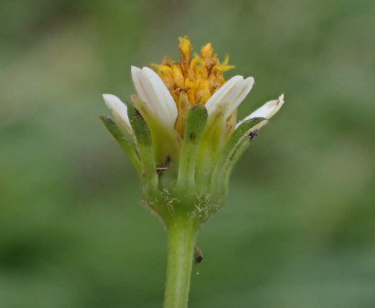 Asteraceae 12b