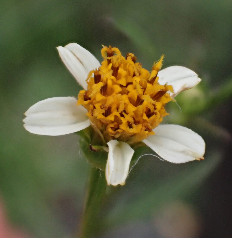 Asteraceae 13b