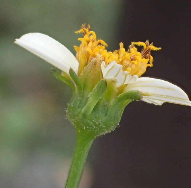 Asteraceae 13c