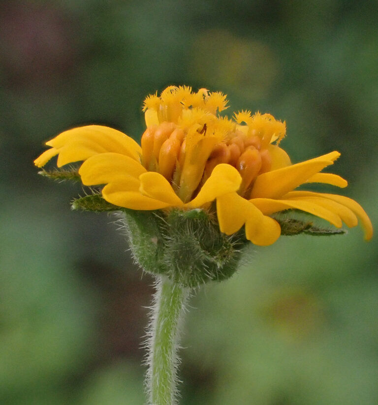 Asteraceae 14a