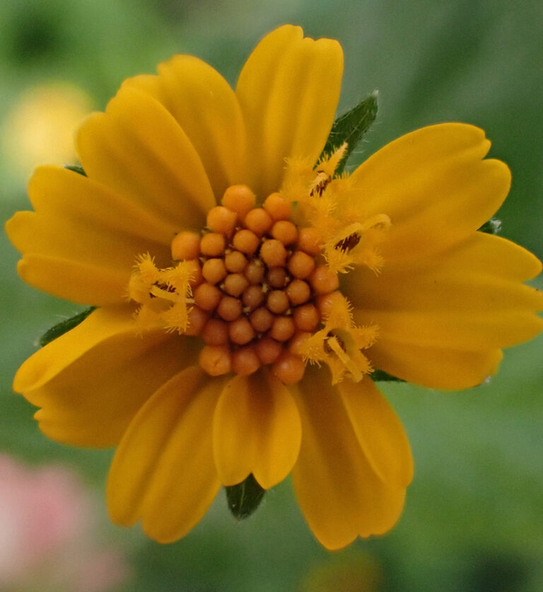 Asteraceae 14b