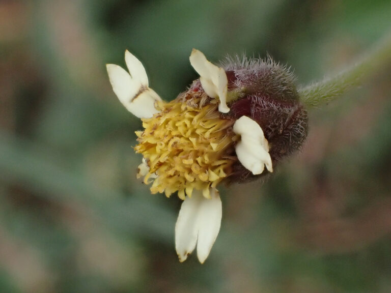 Asteraceae 1a