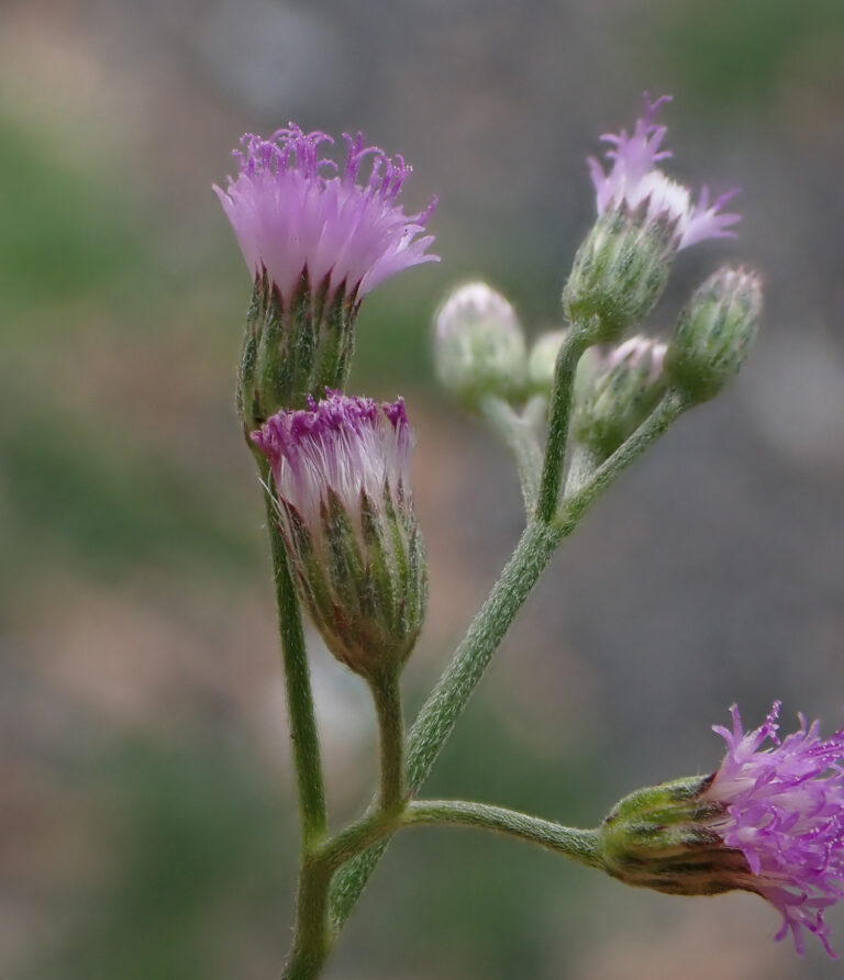 Asteraceae 3a