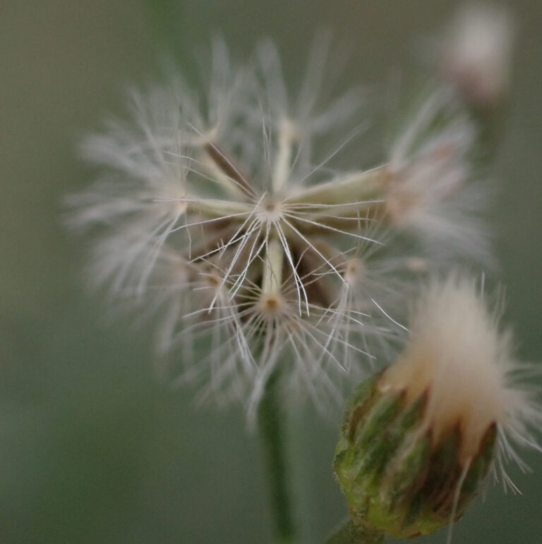 Asteraceae 3b