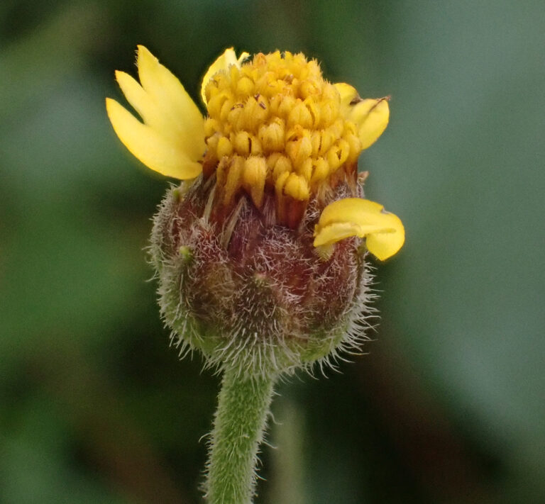 Asteraceae 5a