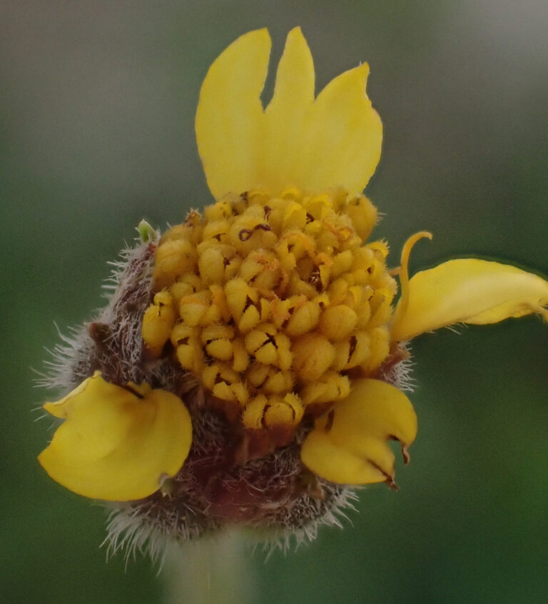 Asteraceae 5b