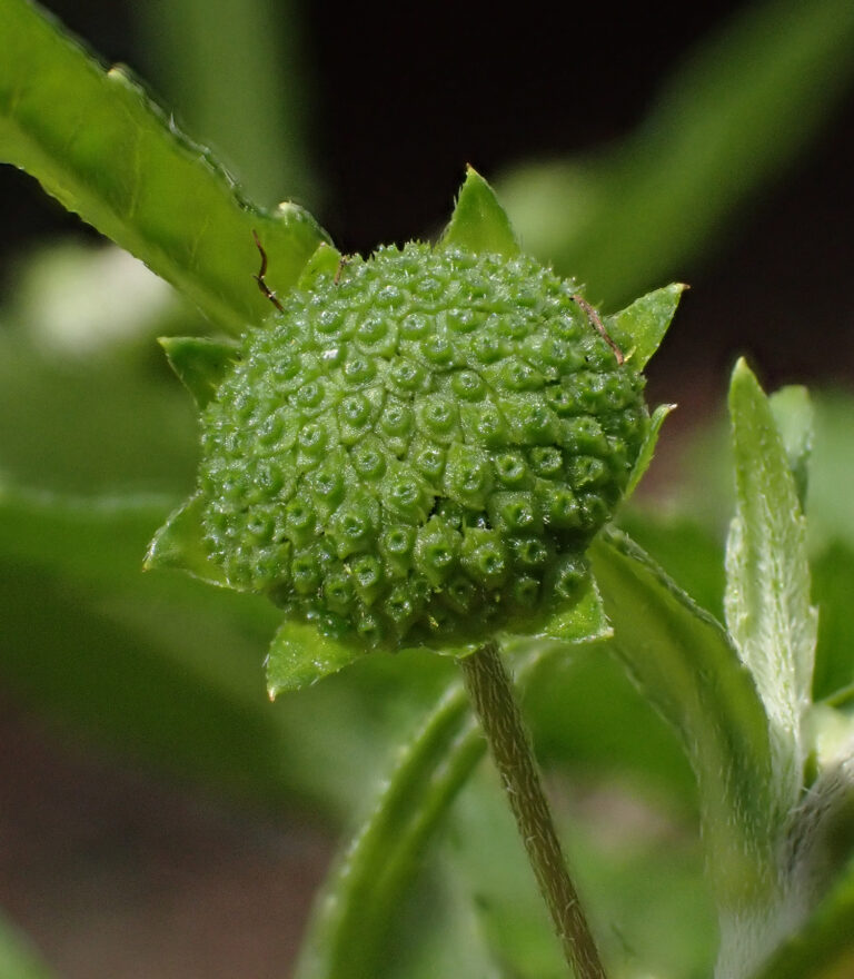 Asteraceae 6b