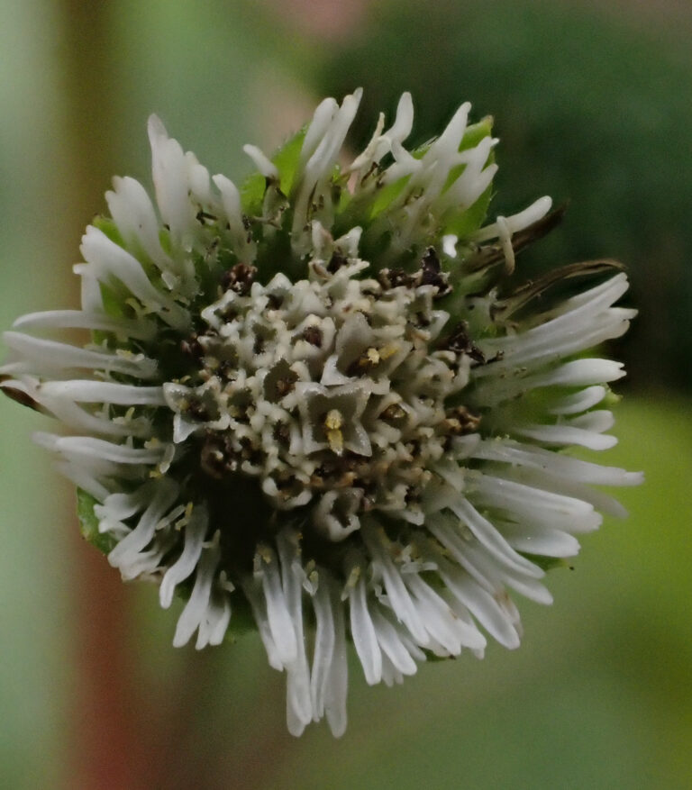 Asteraceae 6c