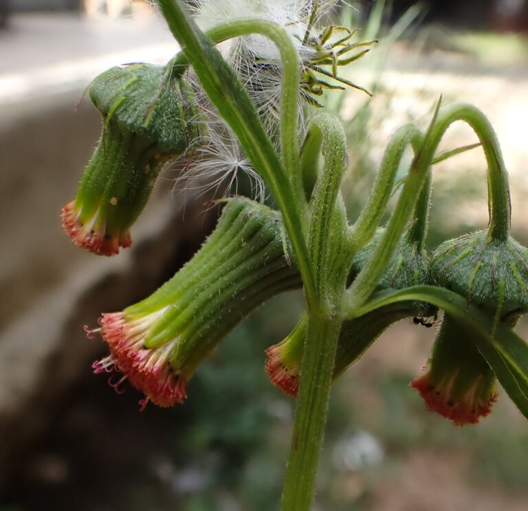 Asteraceae 7a