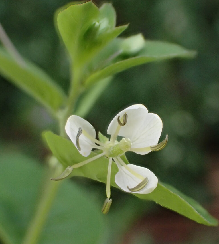 Cleomaceae Cleome aculeata 1b