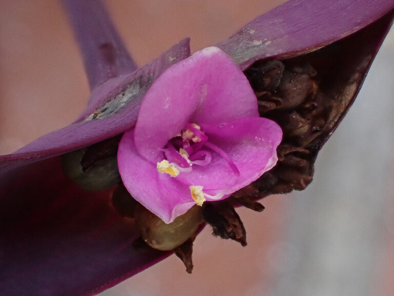 Commelinaceae Tradescantia pallida 1a