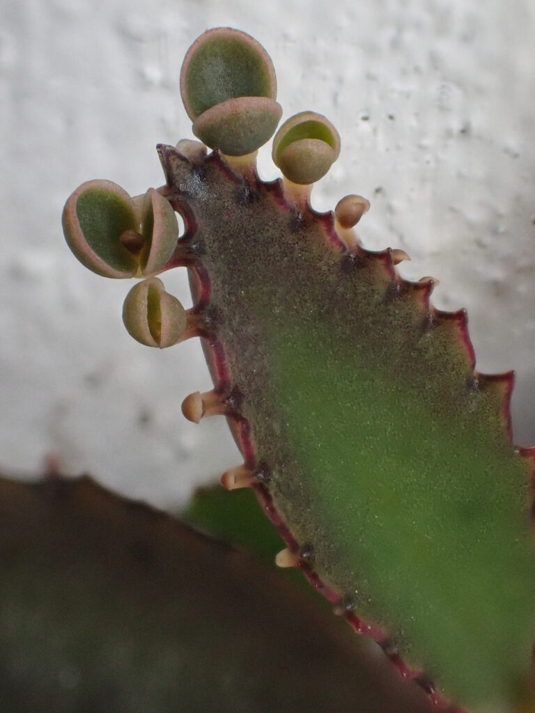 Crassulaceae Kalanchoe 1a