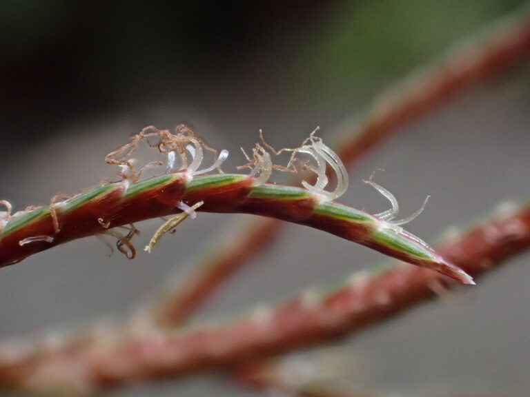 Cyperaceae 1b