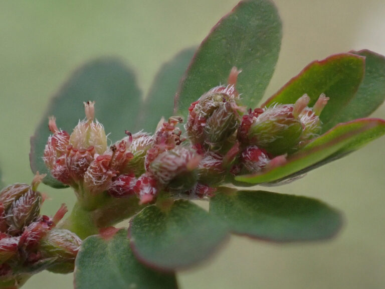 Euphorbiaceae 1b