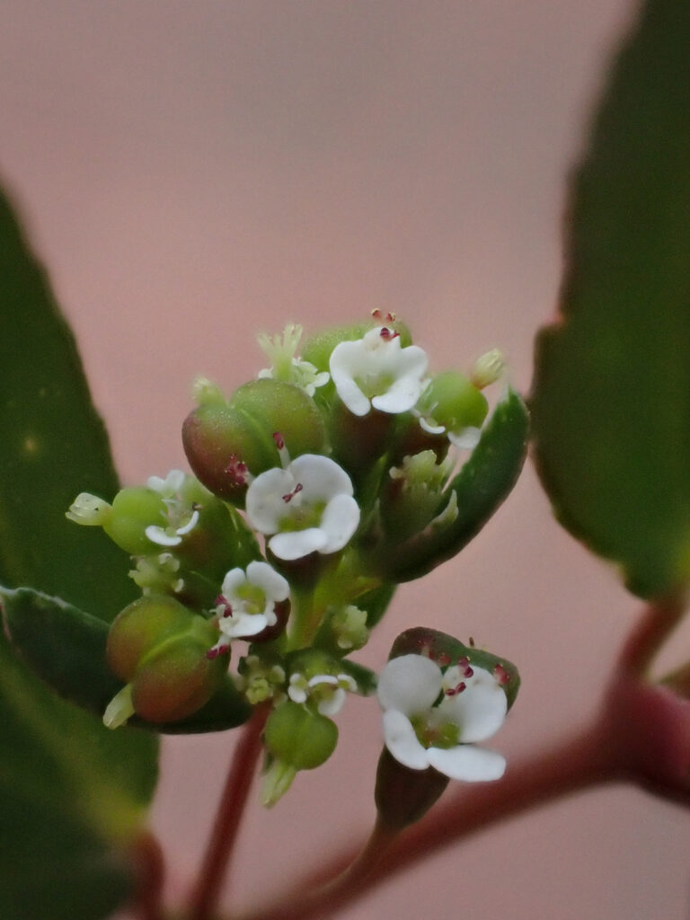 Euphorbiaceae 2a