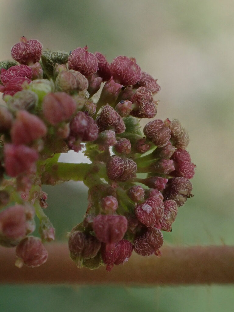 Euphorbiaceae 3b