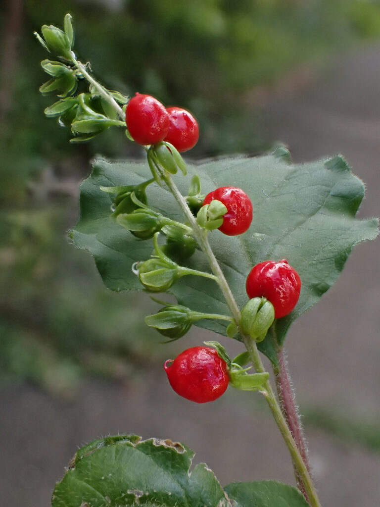 Petiveriaceae Rivina humilis 1