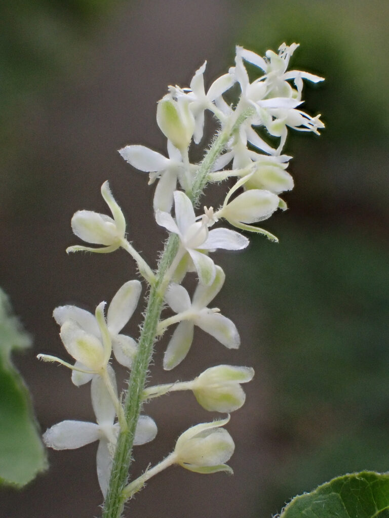 Petiveriaceae Rivina humilis 1a