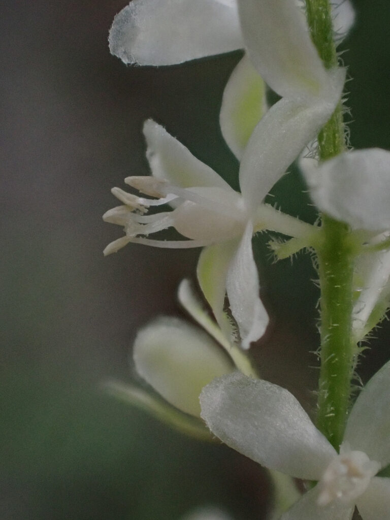 Petiveriaceae Rivina humilis 1b