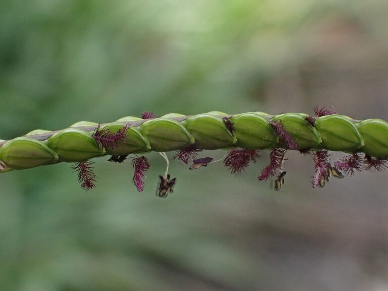 Poaceae 1a