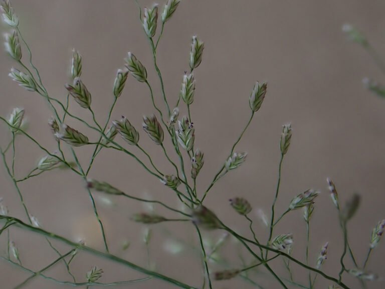 Poaceae 4c