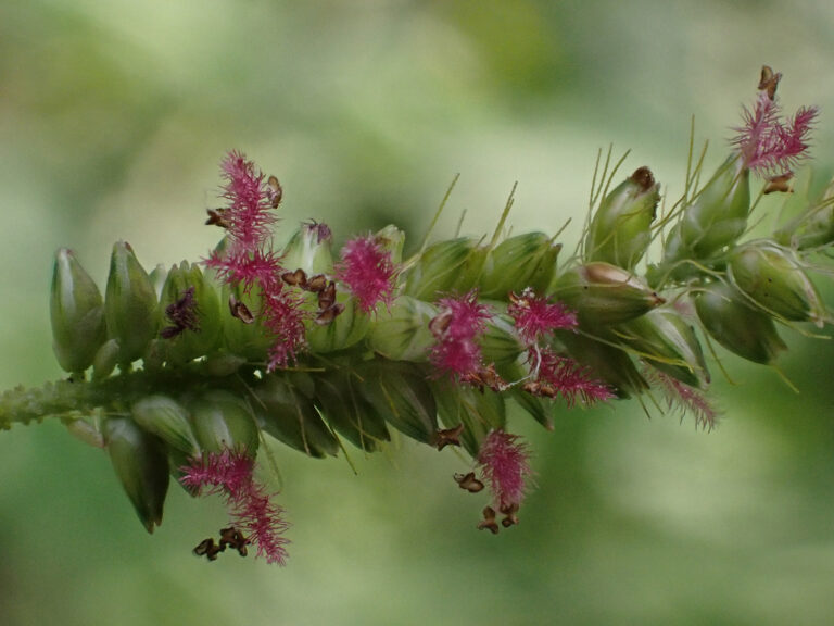 Poaceae 5a