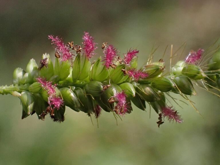 Poaceae 5b