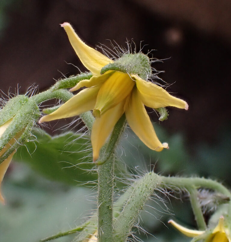 Solanaceae Solanum lycopersicum 1b